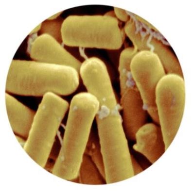 Mg WP di Bacillus thuringiensis 50000IU